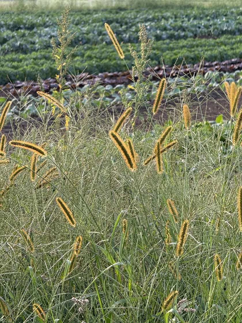Sunlit grasses along the edge of the working farm.
