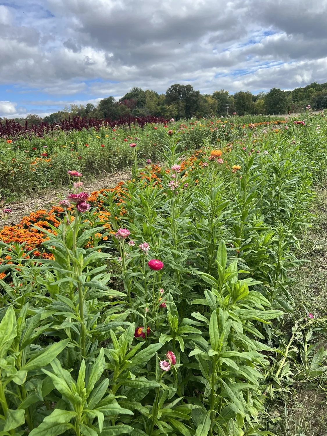 Colorful flowers growing in the farmland beside The Silo