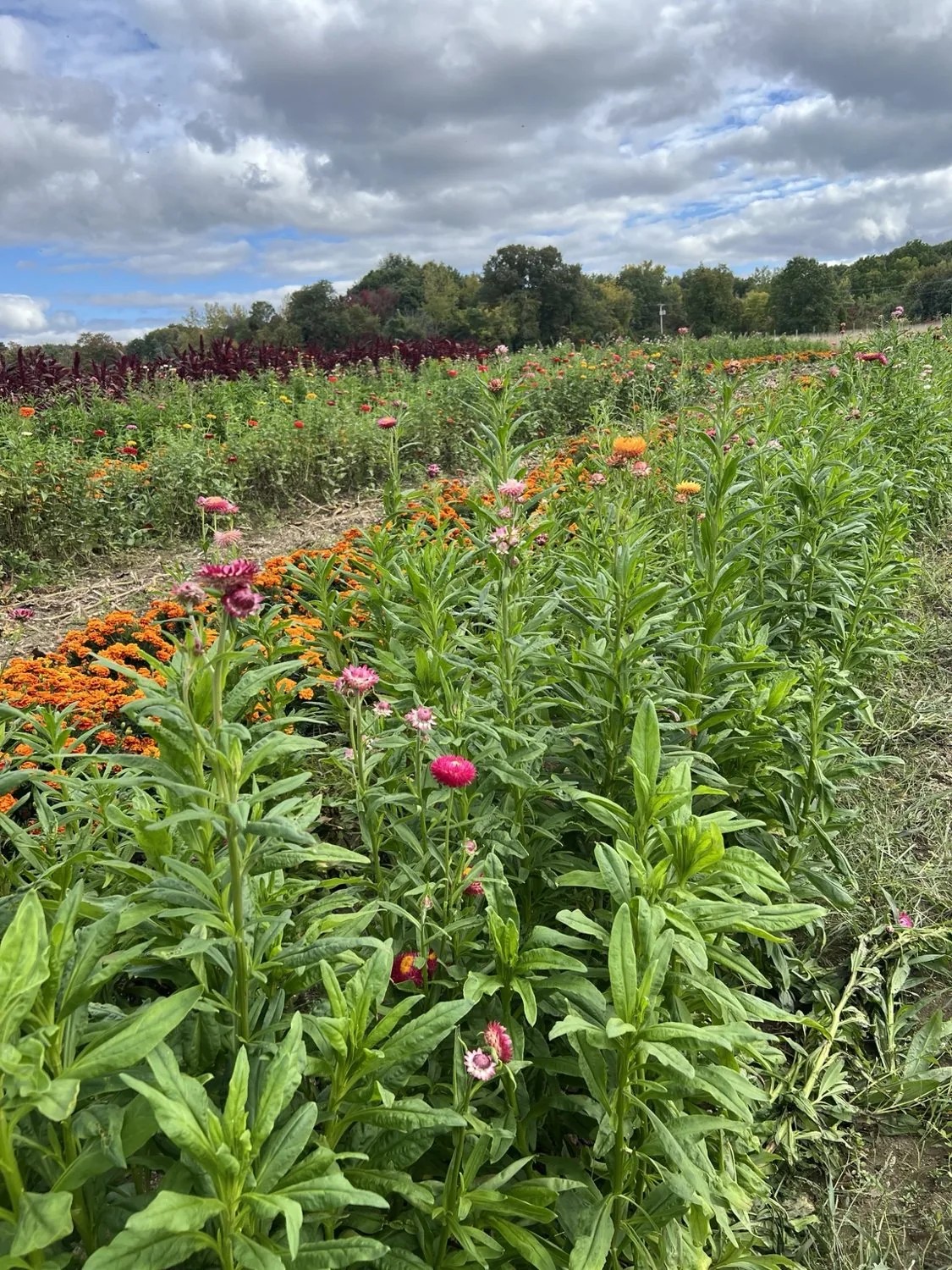 Wildflowers beside the farmland in Amherst